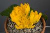<em>Daubenya aurea yellow</em>